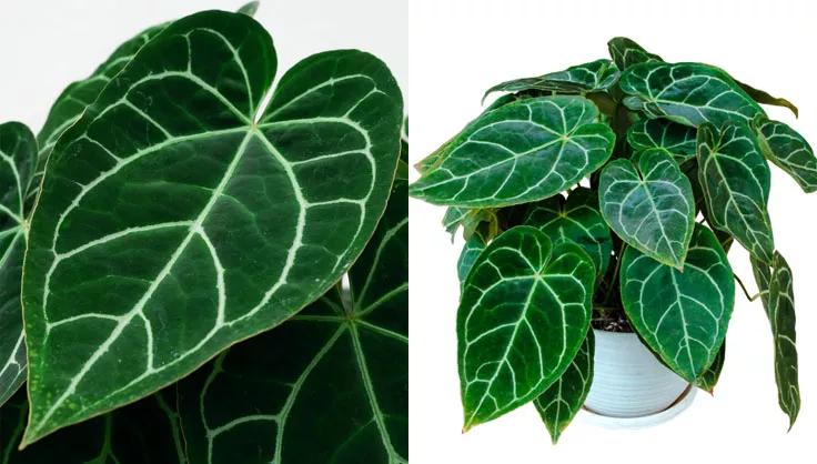 Anthurium Crystallinums close up of leaf and potted