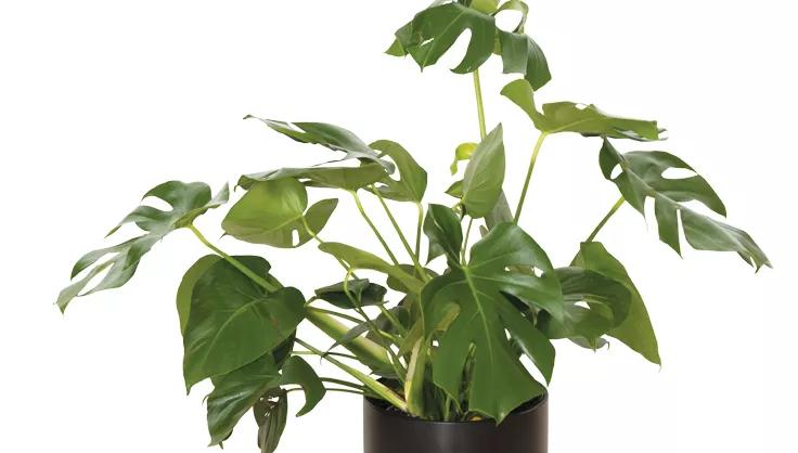 Monstera plant potted in a brown pot