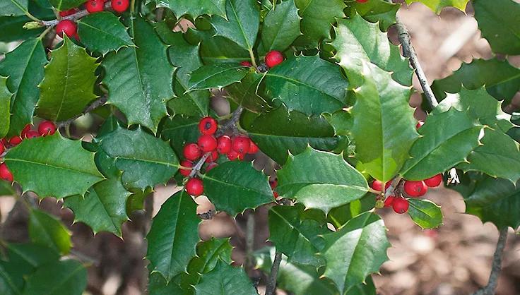 Holly winter berries