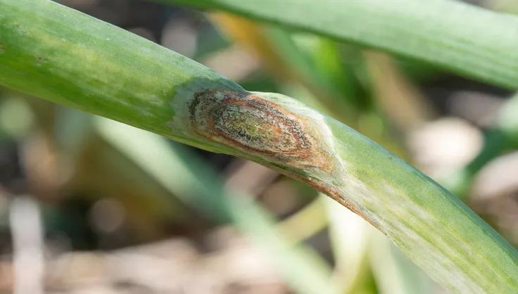 Onion leaf blight