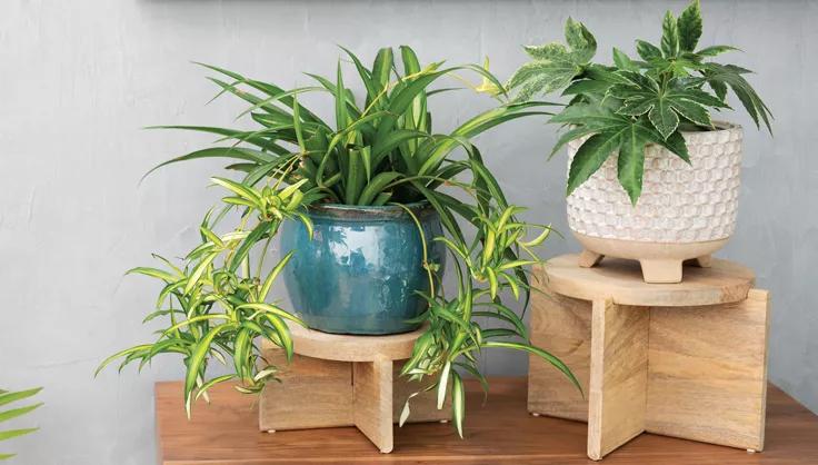 Easy Houseplants