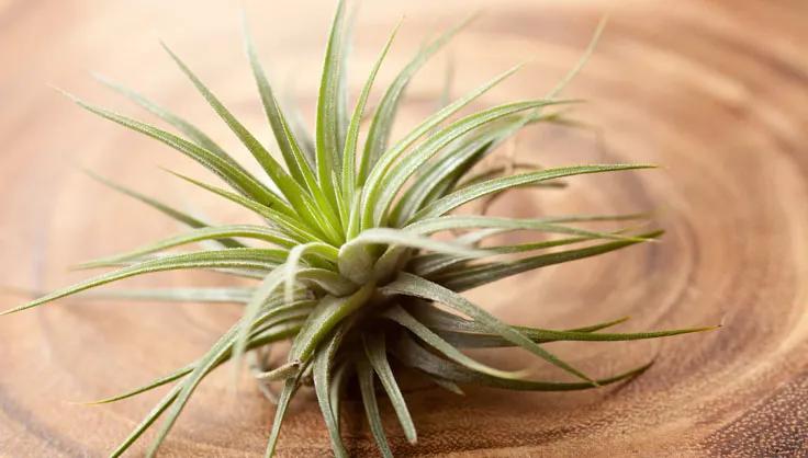 Epiphytes Plant on wood surface