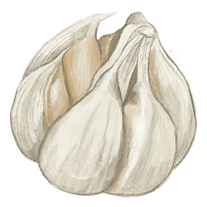 Elephant Garlic Illustration