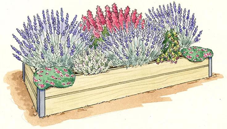 How to grow lavender in a wet climate
