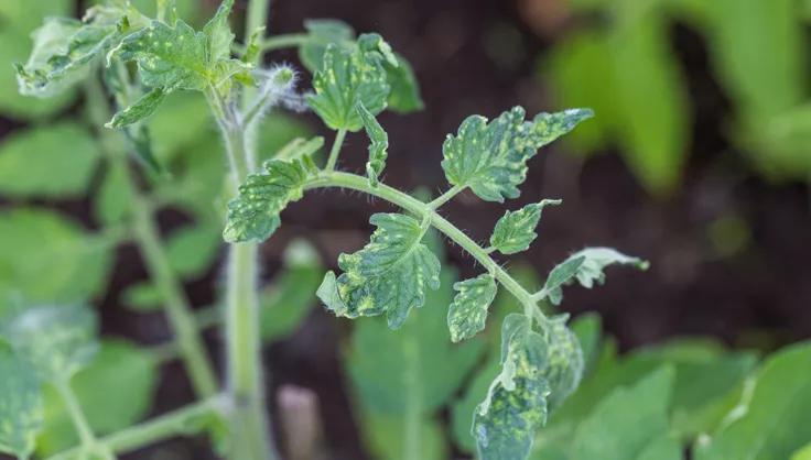 Mosaic virus on tomato plant