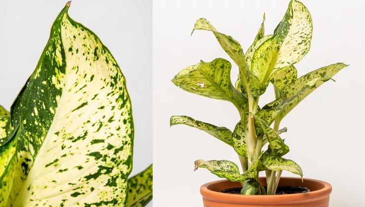 Close up of Dieffenbachia leaf and a plant potted in terra cotta pot