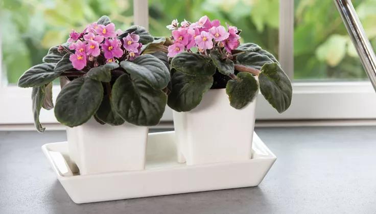 Pink African Violets in white ceramic pots