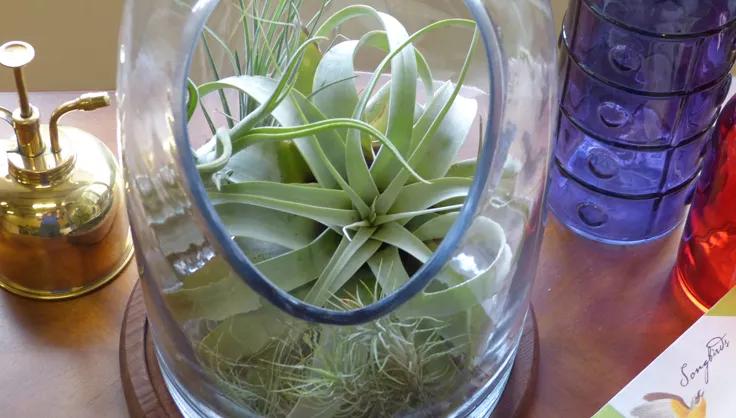 Air plant in a glass terrarium