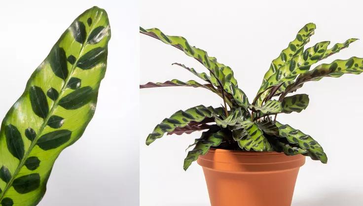 Calathea leaf up close and a plant potted in a terra cotta pot