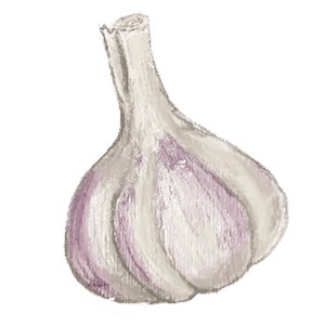 Porcelain Musik Garlic Illustration