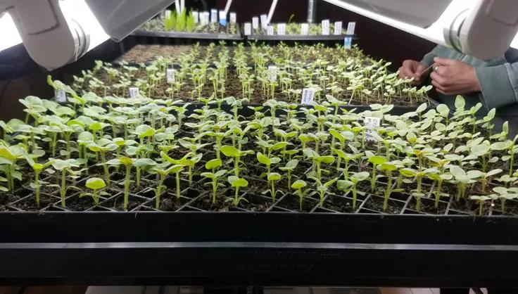 Seedlings growing under lights at Old Time Flowers