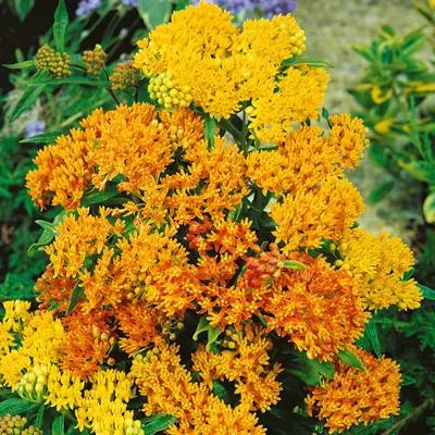 Butterfly Weed