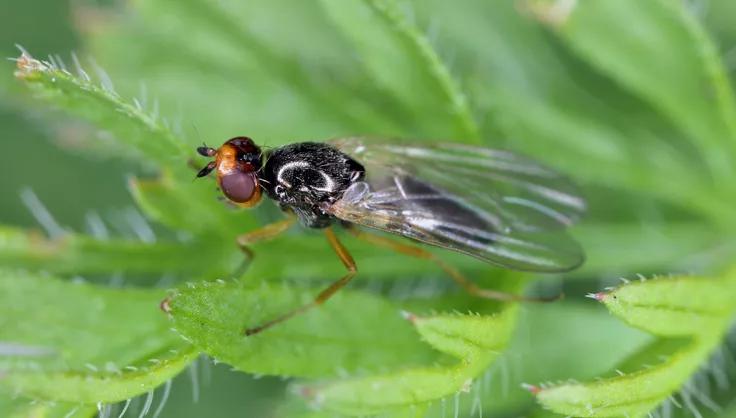 Carrot Rust Fly