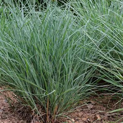 Little Bluestem Grass