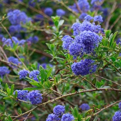 California Lilac Bush