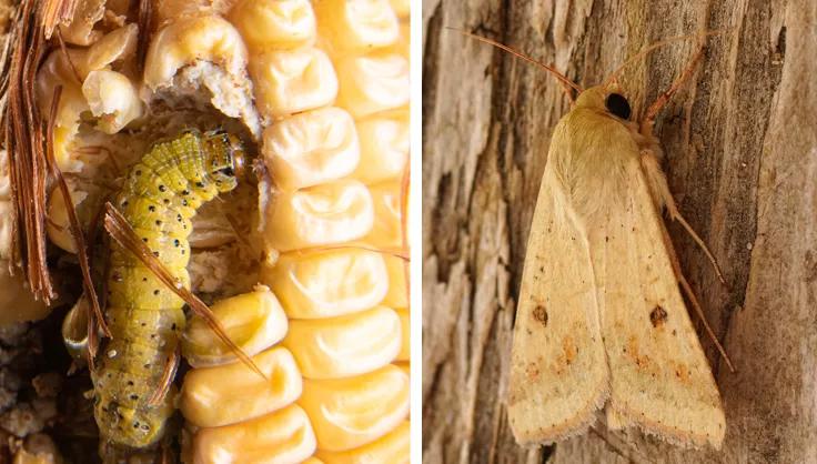 Corn earworm caterpillar on corn and moth on wood