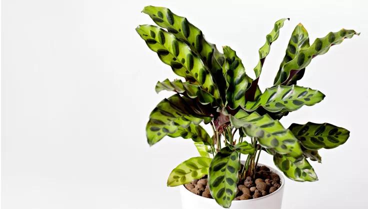 Prayer plant potted in a white pot