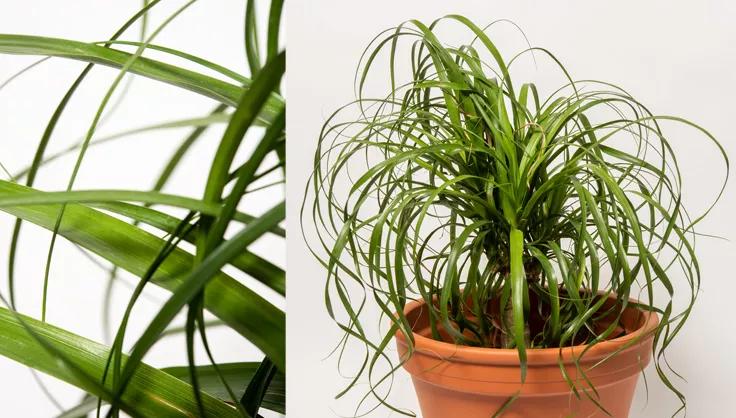 Close up of Pony Tail Palm and one in a terra cotta pot