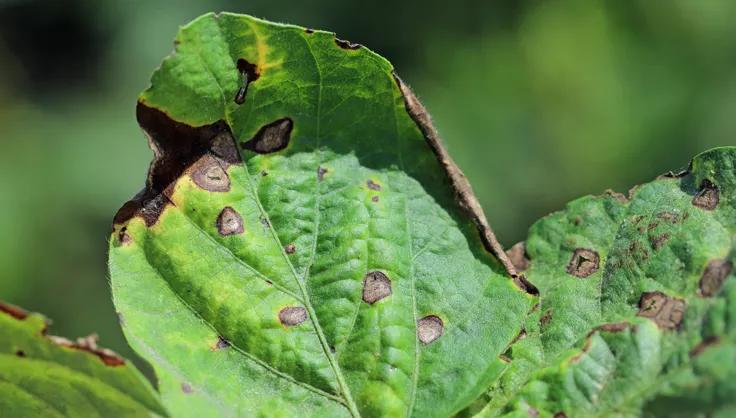 Bacterial Blight on soybean leaf
