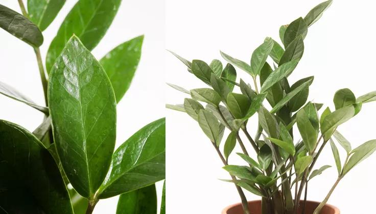 Close up of ZZ Plant leaves and it potted in a terra cotta pot