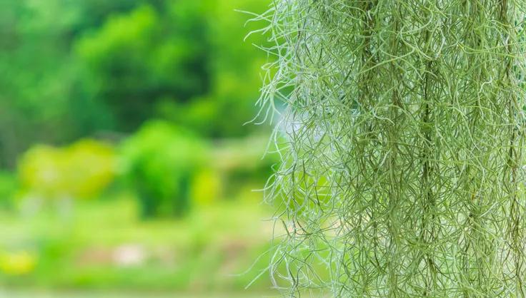 Spanish Moss hanging on the right side of the image