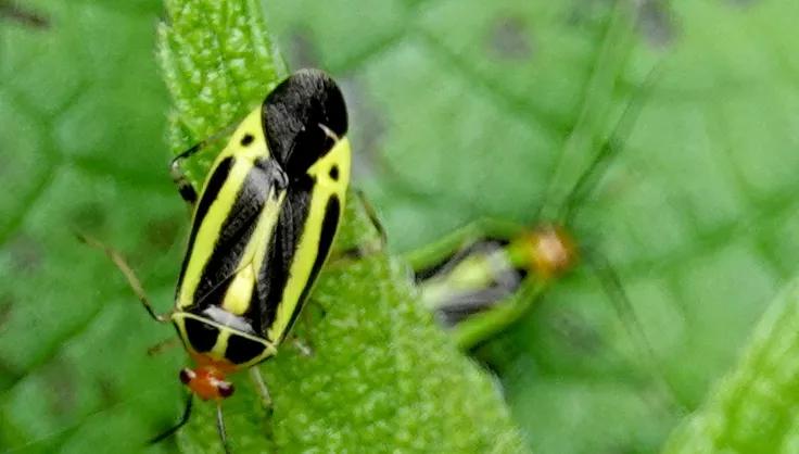 Four-Lined Plant Bug on leaf