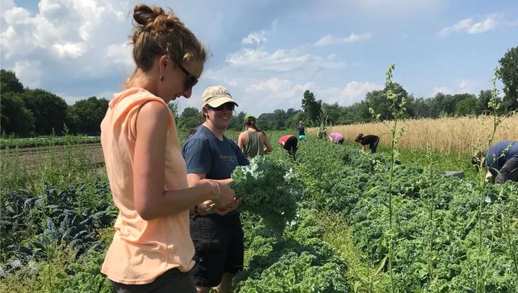 Employees gleaning kale