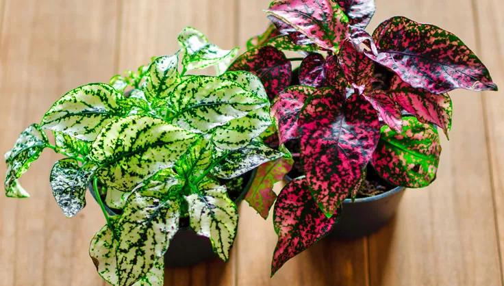 Red and White Polka Dot Plants