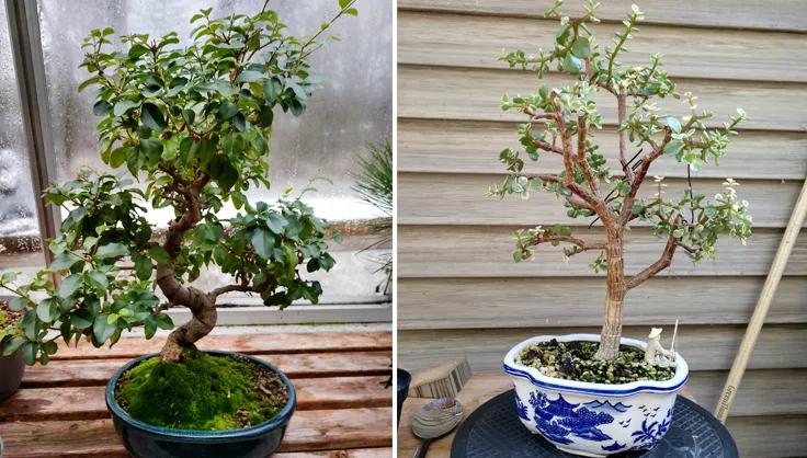 Chinese Privet and jade bonsai trees