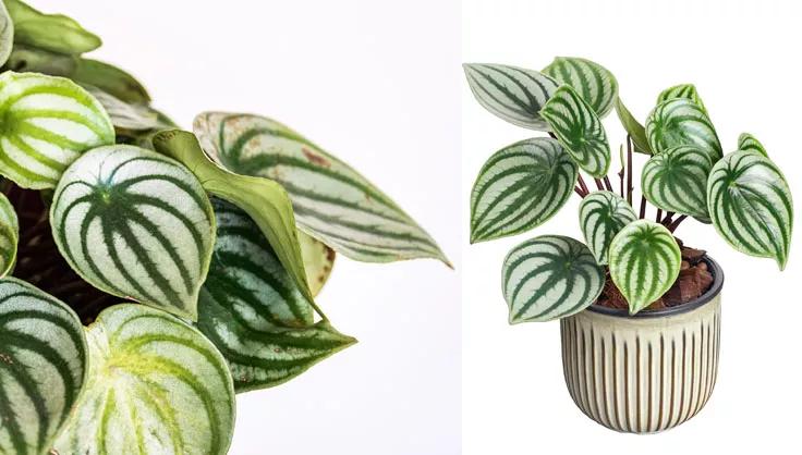 Watermelon Peperomia close up of leaf on left and potted plant on right