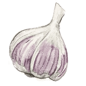 Rocambole German Red Garlic Illustration