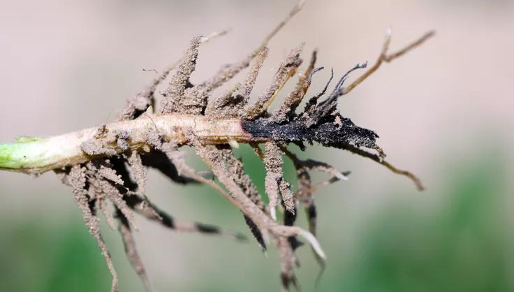 Root rot on Broad Bean stem base