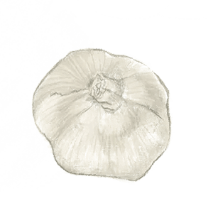 Silverskin Italian Late Garlic Illustration