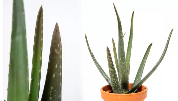 Close up of Aloe vera plant