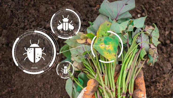 Plants in gloved hands that were raveged by pests