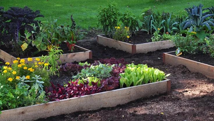 5069-raised-beds-with-vegetables