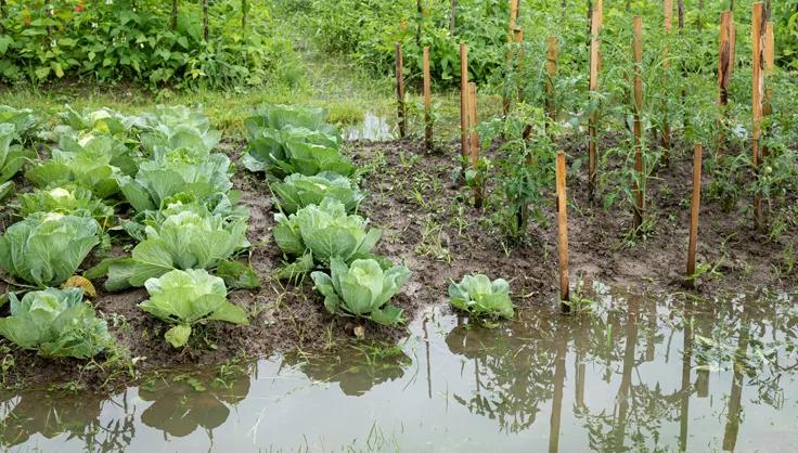 Garden under water because of flooding