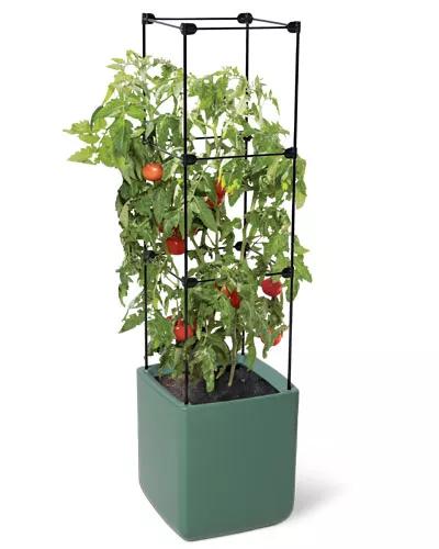 Oasis Self-Watering Tomato Planter with Tomato Plant Growing on white