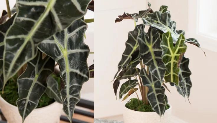 Close up of an Alocasia leaf and a potted Alocasia plant in a white pot with moss topper