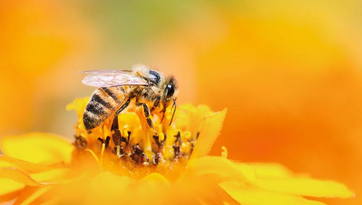 Macro of Bee on a yellow flower