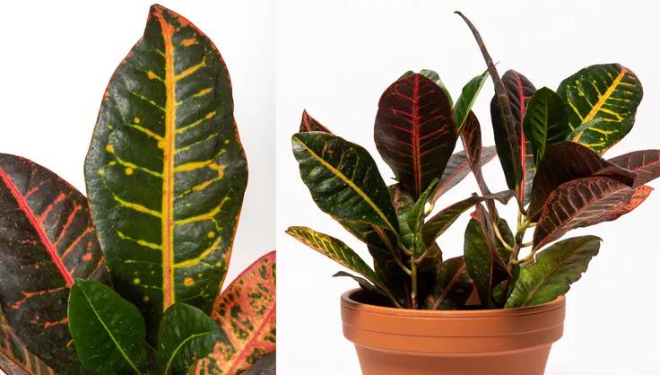 Croton plant potted in a terra cotta pot and a close up of the leaves