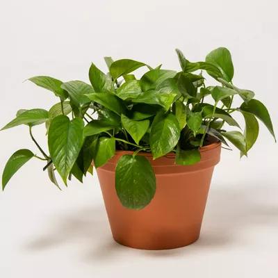 Pothos Plant