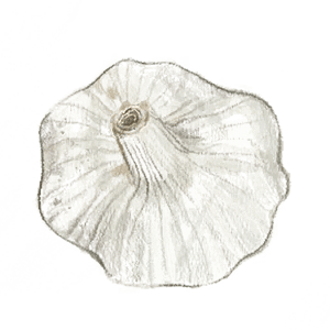 Silverskin Inchelium Red Garlic Illustration