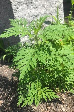 Ragweed