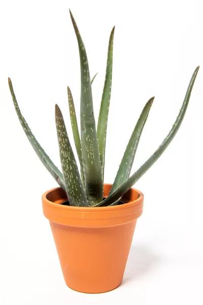 Aloe Vera Plant