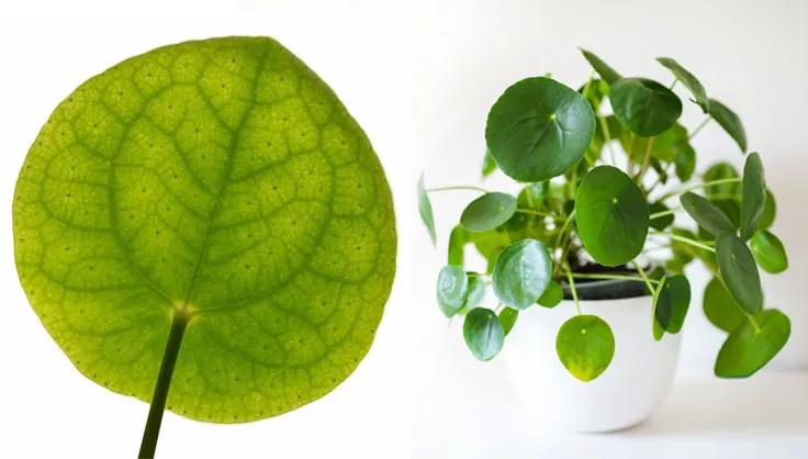 Chinese Money plant close up of leaf on left and potted plant on right