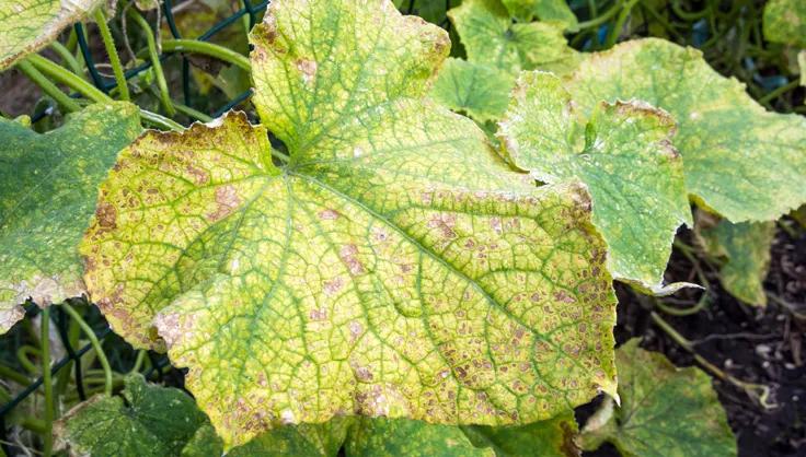 Angular Leaf Spot on cucumber plant