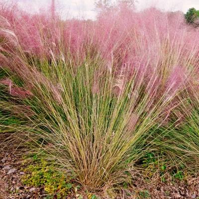 Muhly Grass