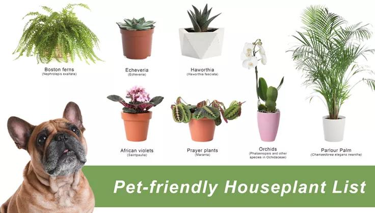 Pet Friendly Houseplant List