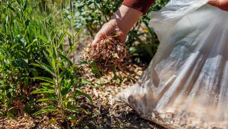 Shredded leaves being spread under plants